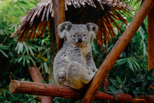 Peut-on trouver une maison de vacances en Australie avec des excursions pour observer les koalas?